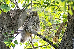 Curious Great Horned Owl Being Watchful in the Forest