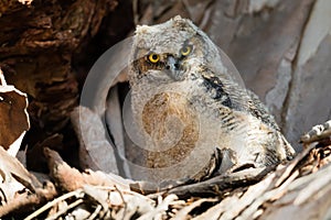 A Curious Great Horned Owlet