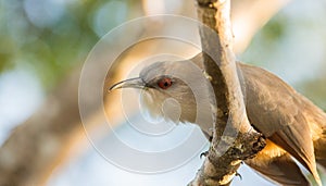 A curious Great Lizard Cuckoo photo