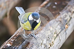 Curious Great tit sits on an old stump. Forest bird Parus major