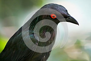 Curious Greater Blue-eared Glossy Starling, Lamprotornis chalybaeus photo