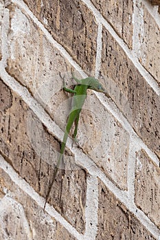 Curious green lizard with head cocked to the side