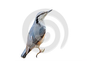 A curious grey bird nuthatch on a white background