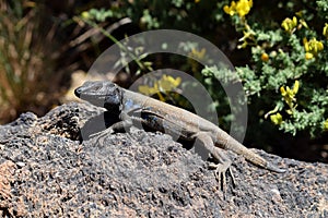 Curious grey and blue patterned canary lizard sunbathing on rock in Tenerife, Canary Islands, Spain