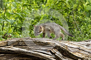 Curious Grey Fox Baby Exploring a Log