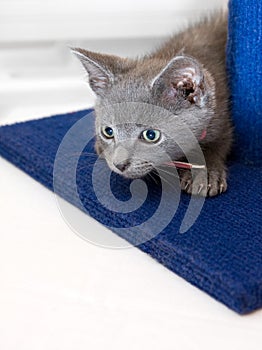 Curious grey kitten prepares to pounce