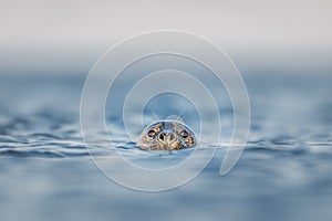 Curious grey seal with head above the surface