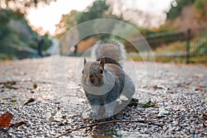 Curious Grey Squirrel Explores a London Park in the Autumn Season