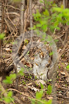 Curious grey squirrel in the forest