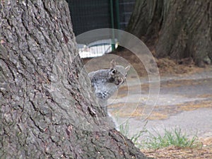 Curious grey squirrel peeping at camera at Stanley Park, Canada, 2019
