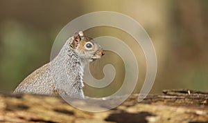 A curious Grey Squirrel Scirius carolinensis looking over a log.