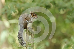 A curious Grey Squirrel Scirius carolinensis sitting on a wooden post looking around.