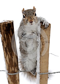 Curious grey squirrel in the snow