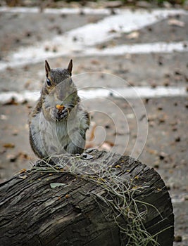 Curious grey squirrel standing on top of tree stump and eating a nut while looking into camera