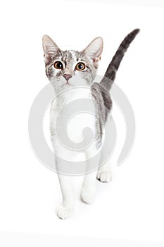 Curious Grey and White Kitten Walking Forward