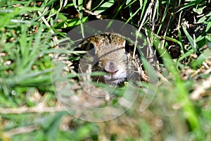 A curious ground squirrel