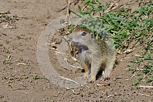 A curious ground squirrel