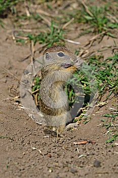 A curious ground squirrel