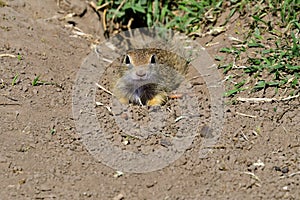 A curious ground squirrel