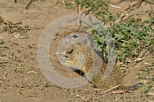 A curious ground squirrel