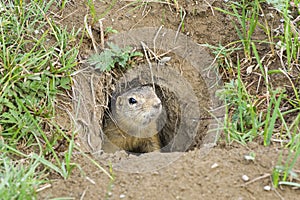 A curious ground squirrel looks out of the hole.