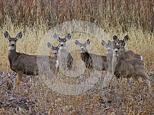 Curious Group of Deer