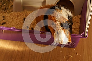 Curious Guinea Pig In Cage.