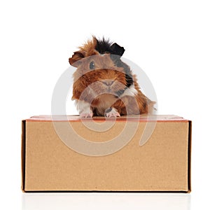 Curious guinea pig climbs on a carton box