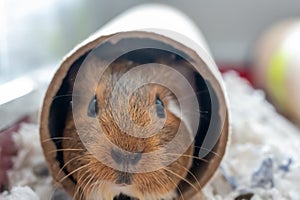 A curious Guinea pig playing with a cardboard tube used for enrichment and stimulating entertainment.