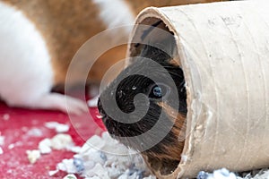 A curious Guinea pig playing with a cardboard tube used for enrichment and stimulating entertainment.