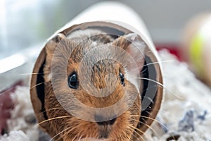 A curious Guinea pig playing with a cardboard tube used for enrichment and stimulating entertainment.