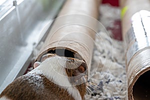 A curious Guinea pig playing with a cardboard tube used for enrichment and stimulating entertainment.