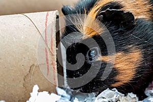 A curious Guinea pig playing with a cardboard tube used for enrichment and stimulating entertainment.