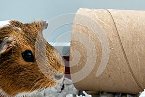 A curious Guinea pig playing with a cardboard tube used for enrichment and stimulating entertainment.