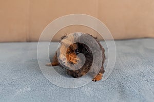 Curious guinea pig with rosettes. with long hair