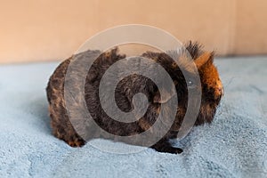 Curious guinea pig with rosettes. with long hair