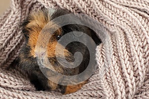 Curious guinea pig with rosettes. with long hair