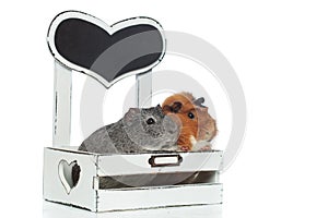 Curious guinea pigs looking to side from the bed