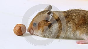 A curious hamster crawls up to a hazelnut, freezes, sniffs and crawls away.