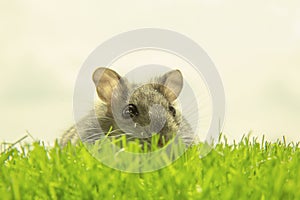 A curious hamster on the green grass. The observing muzzle is a small gray mouse