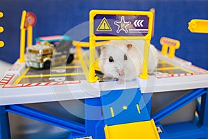 Curious hamster in a toy multi-storey garage