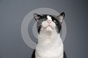 curious handicapped cat portrait with copy space