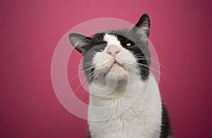 curious handicapped rescued cat blind in one eye portrait on pink background