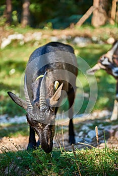 Curious happy goat grazing on a green grassy lawn.Portrait of a funny goat,Farm Animal. Sunny Summer Day