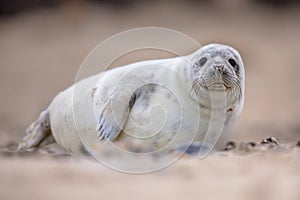 Curious harbor seal