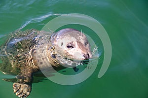 Curious harbor seal