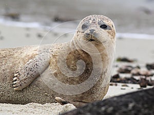 Harbor Seal Phoca vitulina on Beach photo