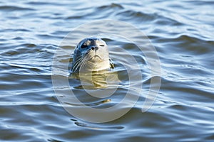 Curious Harbor Seal & x28;Phoca vitulina& x29; Peering Over.