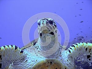 Curious hawksbill sea turtle (endangered)