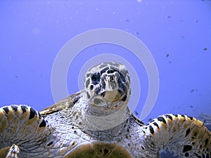 Curious hawksbill sea turtle (endangered)